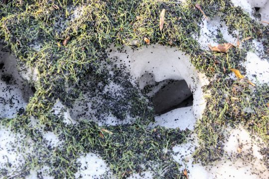 Schnee Granulat (Bild: Julien Claessen/BRF)