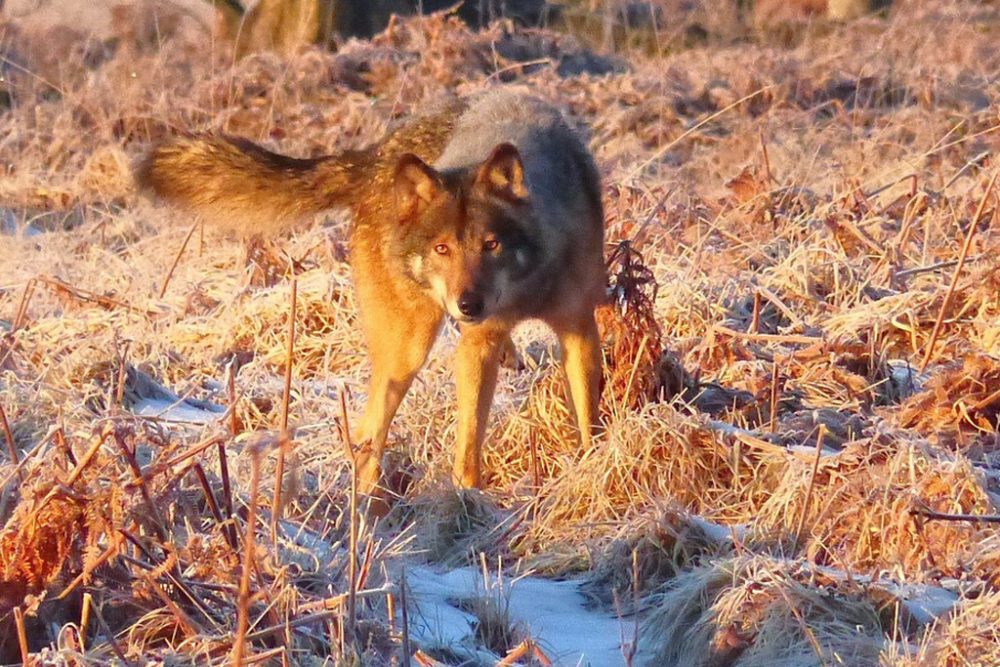 Wolf im Hohen Venn