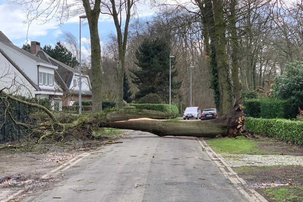 Umgestürzter Baum in Brügge