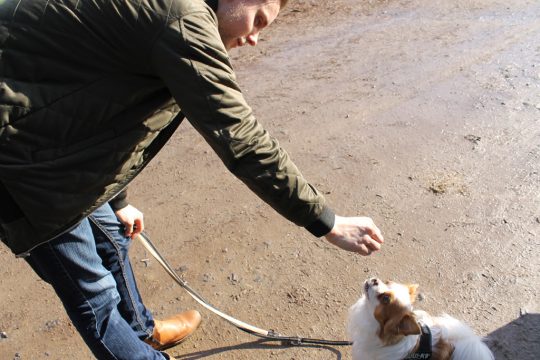 Thierry Dodémont und Chihuahua Wilson (Bild: Melanie Ganser/BRF)