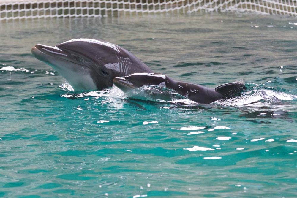 Delfinarium Seapark Brugge