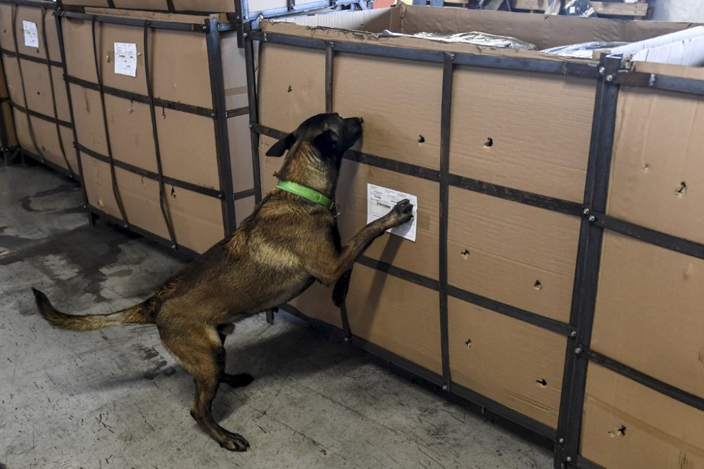 Ein Drogenhund im Einsatz am Antwerpener Hafen