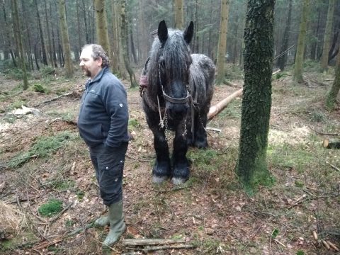 Norbert Bong und eines seiner Pferde (Bild: Manuel Zimmermann/BRF)