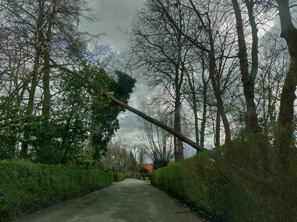 Umgestürzter Baum in Kortrijk