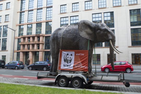 Der WWF setzt sich für Natur- und Tierschutzprojekte ein (Illustrationsbild)