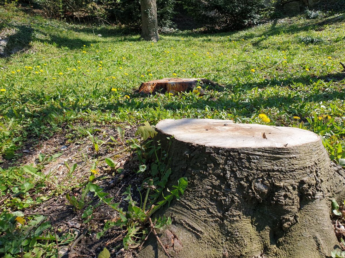 Baumpflege in Raeren (Bild: Lena Orban/ Brf)