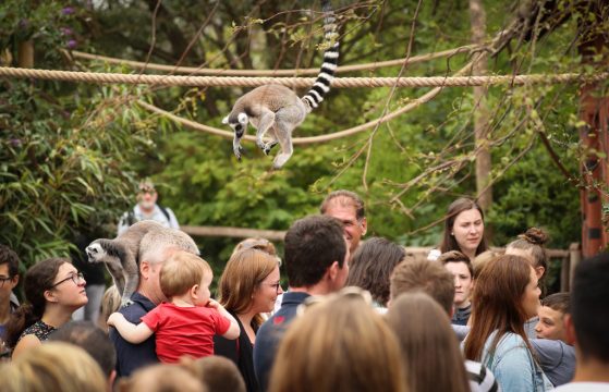 Besucher im Tierpark Pairi Daiza