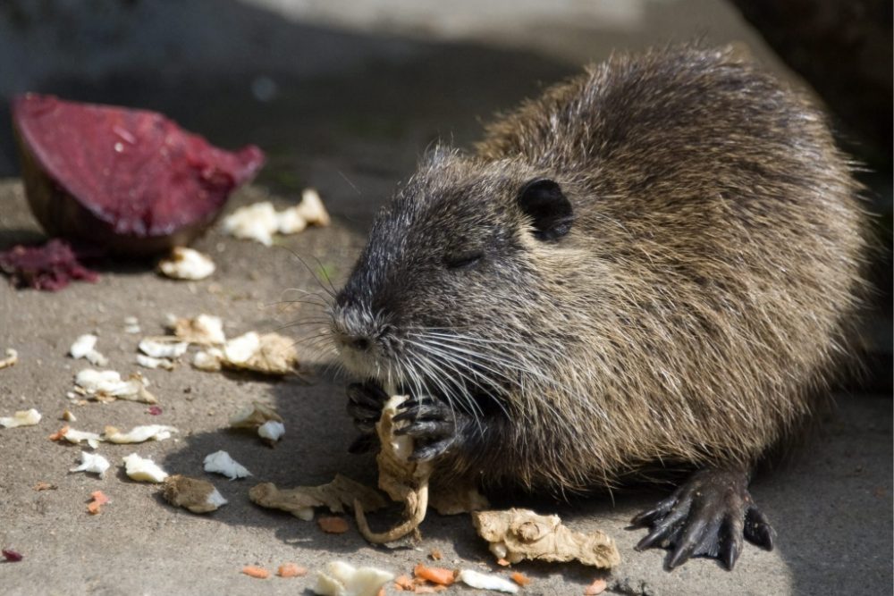 Biberratte (Bild: EPA/Georgios KEFALAS)