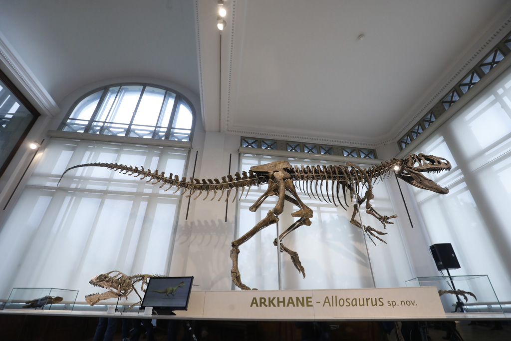 Skelett des im Brüsseler Naturkundemuseum ausgestellten Allosaurus