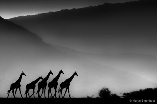 Martin Steenhaut ist Naturfotograf des Jahres