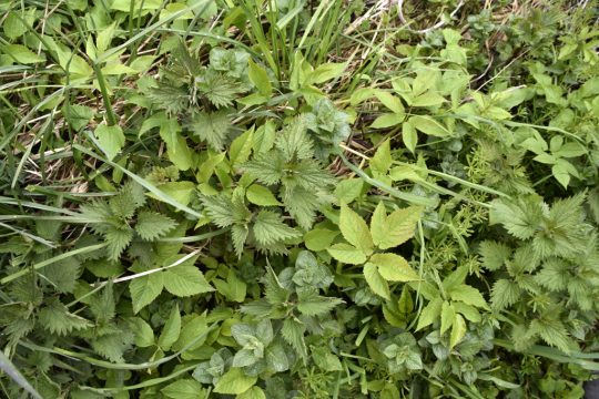 Bild: Chantal Scheuren/BRF