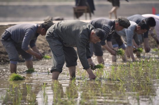 Reisfeld in Nampho (Bild: Kim Won Jin/AFP)