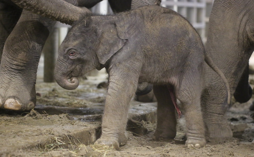 Neugeborenes Elefantenbaby in Brugelette (Bild: Belga)