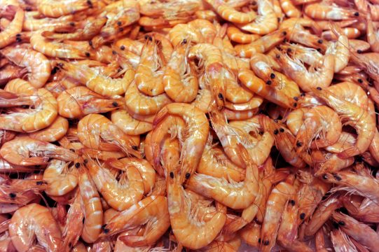Krevetten - Bild: Eric Vidal/Belga