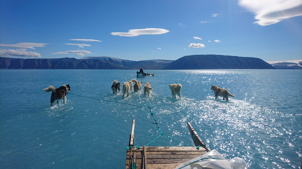 Schlittenhunde Grönland (Bild: Steffen Olsen/AFP)