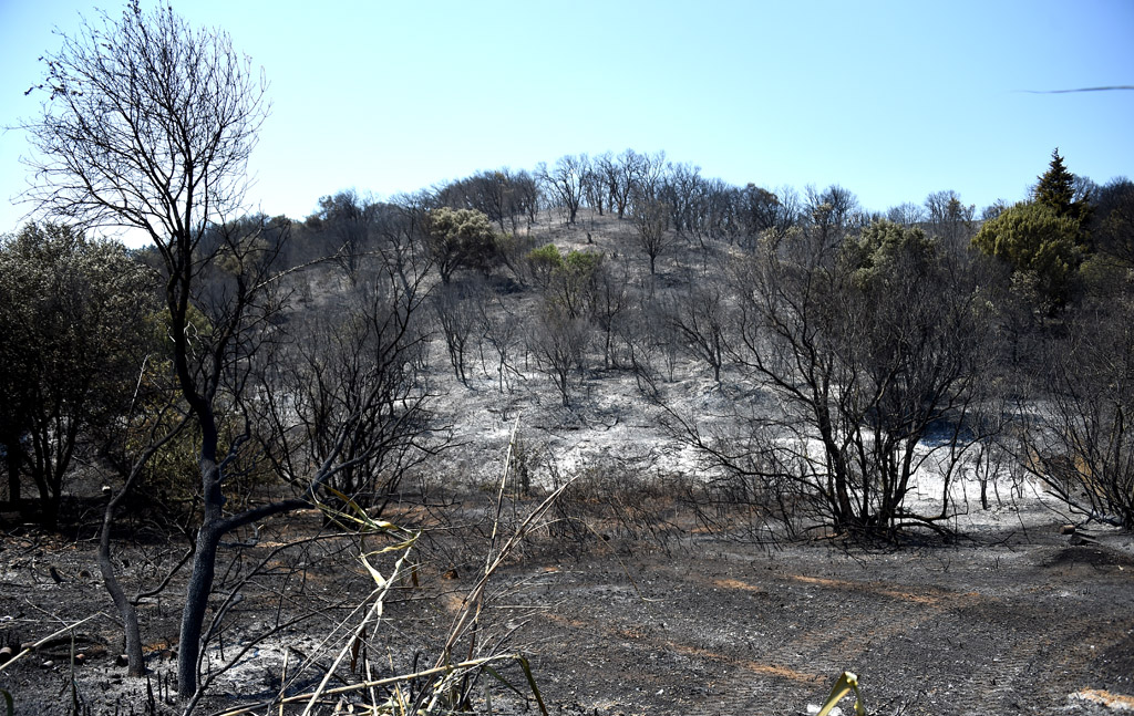 Verbrannte Landschaft nahe Saint Gilles, im Süden Frankreichs (Bild: Sylvain Thomas/AFP)