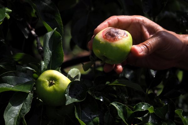 Hand zeigt einen Hitzeschaden an einem Apfel