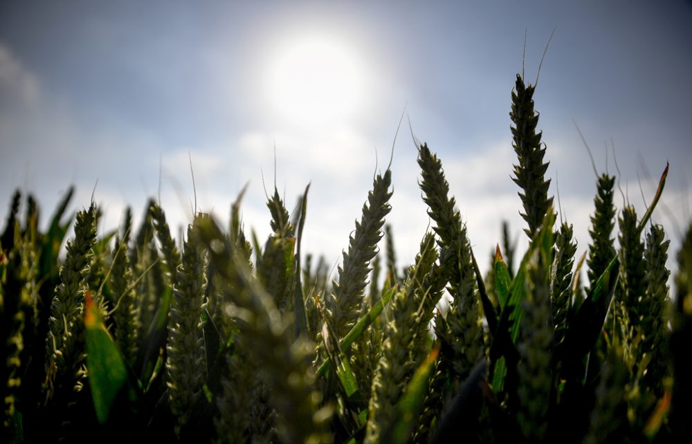 Sommer (Illustrationsbild: Philippe Huguen/AFP)