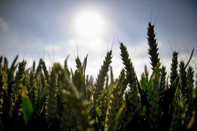 Sommer (Illustrationsbild: Philippe Huguen/AFP)