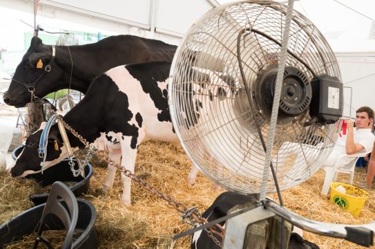 Landwirtschaftsmesse in Libramont (Bild: Benoit Doppagne/Belga)