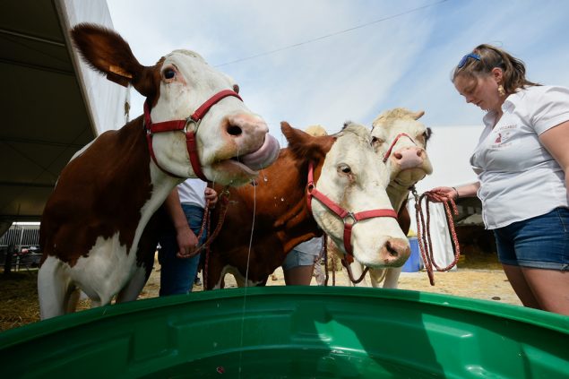 Landwirtschaftsmesse von Libramont 2019 (Bild: John Thys/AFP)