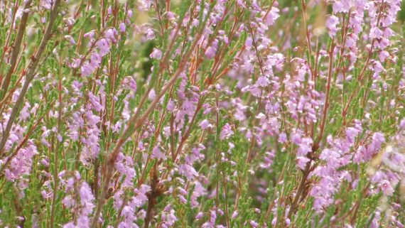 Wiese der Ferme des Liroux in Ligneuville