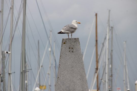 Illustrationsbild: Olivier Krickel/BRF