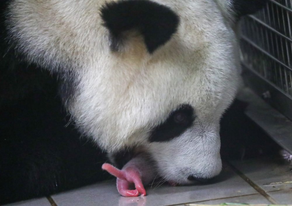 Panda-Zwillinge im Tierpark Pairi Daiza geboren (Bild: Benoît Bouchez/Pairi Daiza)