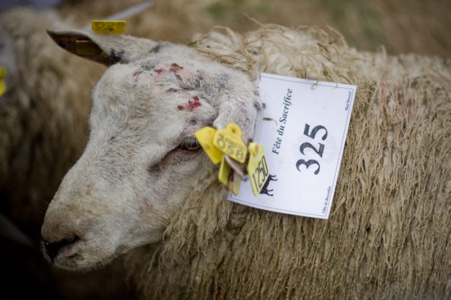 In der Wallonie darf ab September nicht mehr geschächtet werden (Illustrationsbild: Eric Lalmand/Belga)
