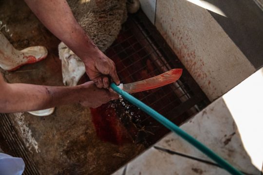 Schächten (Illustrationsbild: Michele Spatari/AFP)