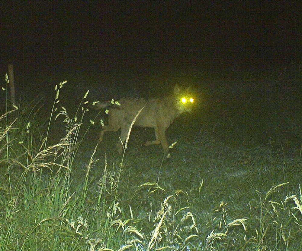 Akela, der Wolf im Hohen Venn (Nachtaufnahme: DEMNA (SPW))