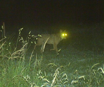Akela, der Wolf im Hohen Venn (Nachtaufnahme: DEMNA (SPW))