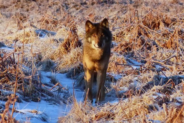 Akela, der Wolf im Hohen Venn (Bild: Roger Herman)