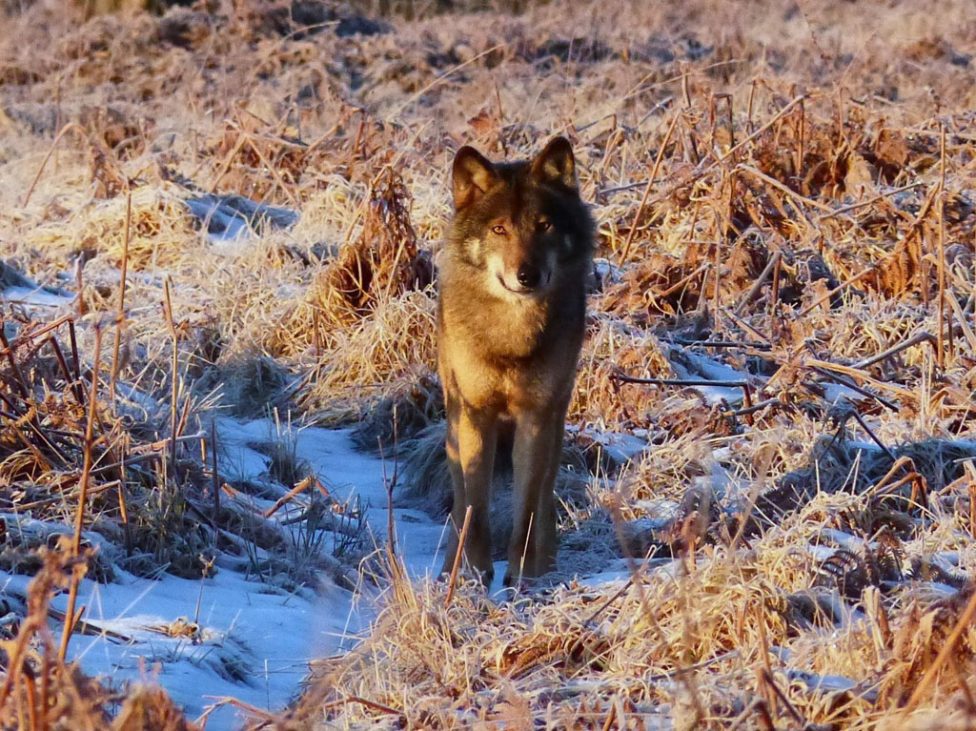 Akela, der Wolf im Hohen Venn
