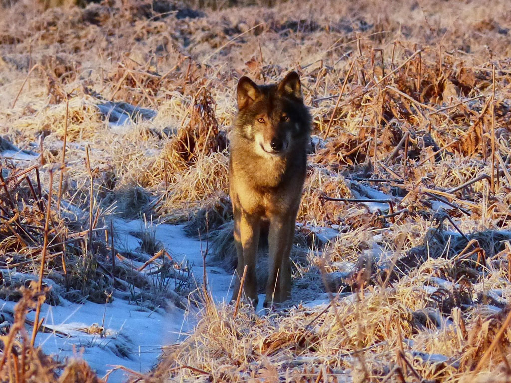 Akela, der Wolf im Hohen Venn (Bild: Roger Herman)