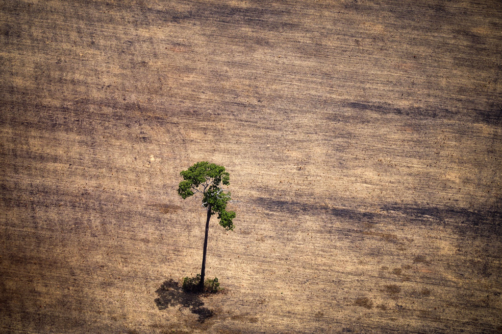 Holzgewinnung im Amazonas-Regenwald in Brasilien (Bild: Raphael Alves/AFP)
