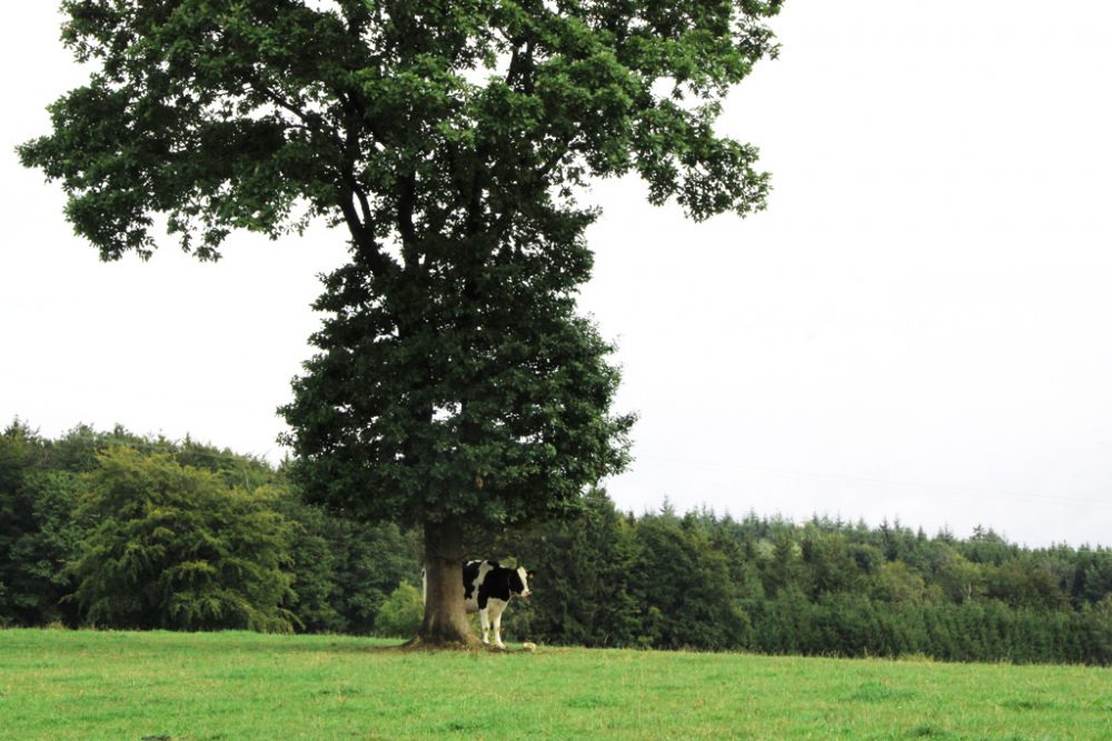 Kuh auf einer grünen Wiese