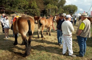 Landwirtschaftsmesse Battice