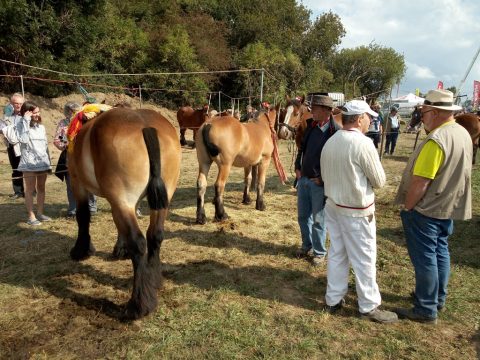 Landwirtschaftsmesse Battice