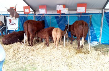 Landwirtschaftsmesse Battice