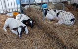 Landwirtschaftsmesse 2019 Battice (Archivbild: Manuel Zimmermann/BRF)
