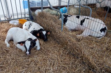 Landwirtschaftsmesse 2019 Battice (Archivbild: Manuel Zimmermann/BRF)