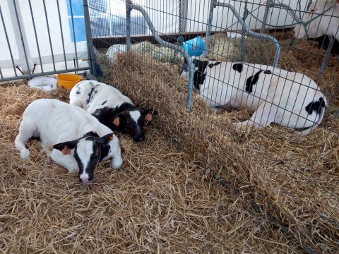 Landwirtschaftsmesse 2019 Battice (Archivbild: Manuel Zimmermann/BRF)