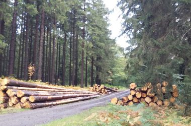 Für Holz, das befallen wurde, wird nur ein geringer Preis gezahlt (Chantal Delhez/BRF)