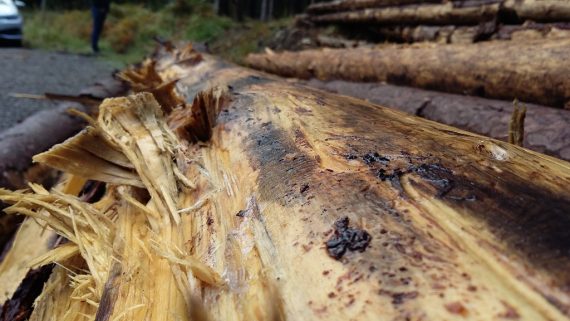 Borkenkäferbefall an Fichte (Bild: Chantal Delhez/BRF)