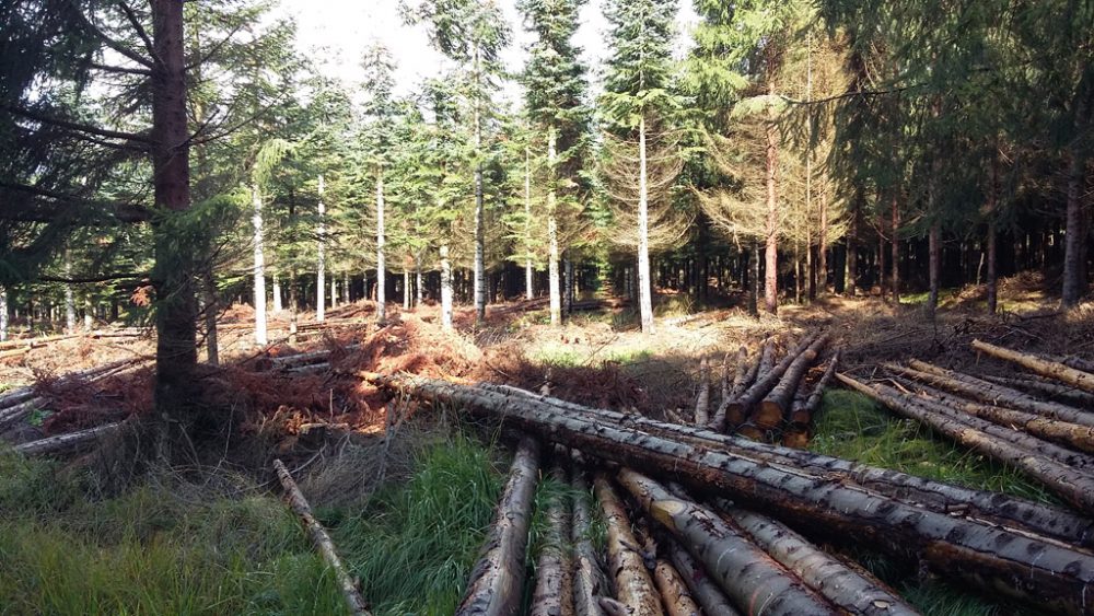 Auswirkung eines trockenen Sommers: Nobilis nicht mehr an diesen Standorten pflanzen (Bild: Chantal Delhez/BRF)