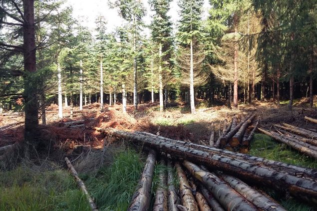 Auswirkung eines trockenen Sommers: Nobilis nicht mehr an diesen Standorten pflanzen (Bild: Chantal Delhez/BRF)