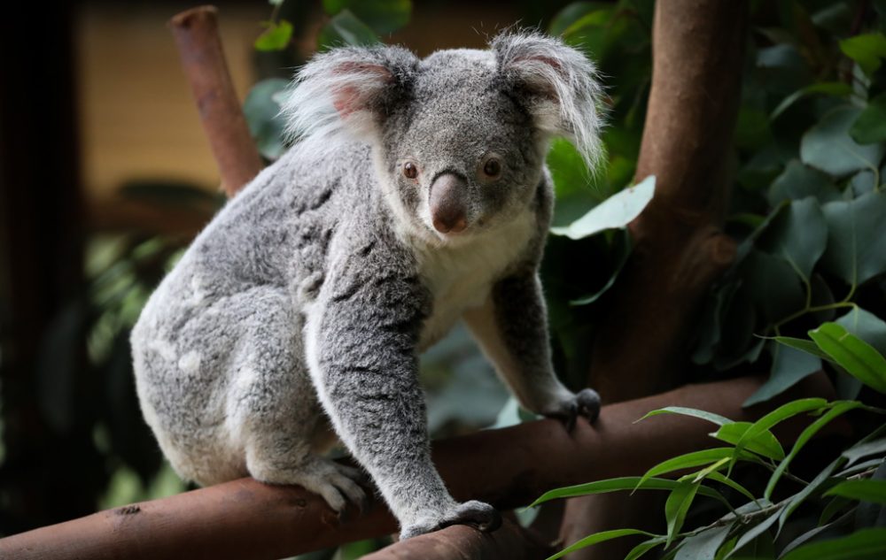 Koala (Foto: Virginie Lefour, Belga)