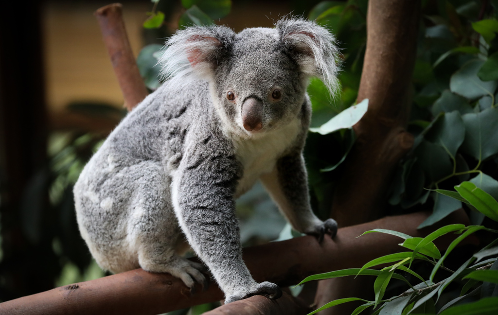 Koala (Foto: Virginie Lefour, Belga)