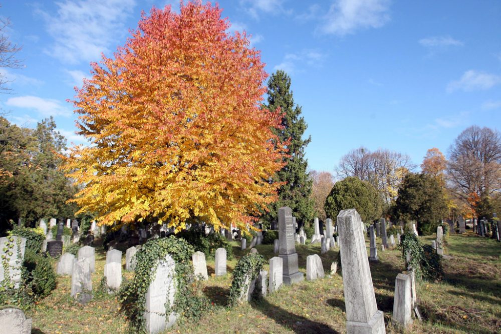 Der Wiener Zentralfriedhof wurde am 1. November 1874 eröffnet (Bild: Georg Hochmuth/EPA)